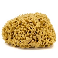 Špongia do kúpeľa - prírodná morská - veľkosť M. 12-14 cm