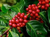 Kávové semená Coffea arabica Arabská káva Exotické rastliny Rastlinné semená