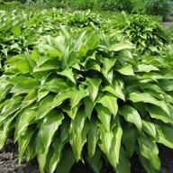 Funkia lancetolistna - Hosta lancifolia