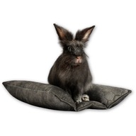 Kraina Tuptusia legowisko HOT-DOG posłanie poduszka dla królika