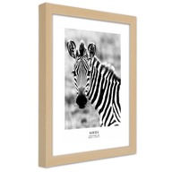 Obraz v ráme, Zvedavá zebra - 70x100