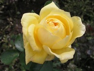 Ruža "rosa" popínavá Golden Shower 1-416
