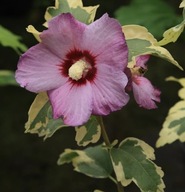 Hibiskus ketmia syryjska MEHANII szczepiony NA PNIU pstrokaty liść