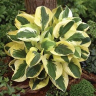 Funkia Hosta Brim Cup ***OUTLET***