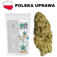 Susz konopny CBD Critical Kush - CBD <12% - 1 gram