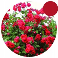 Róża PNĄCA -Paul's Scarlet- CZERWONA-Szybki Wzrost