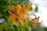 Zimolez oranžový voňavé popínavé rastliny č. 743A