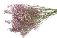 Sušená sadra ružová kytica 5 ks. sušené kvety do vázy a dekorácie