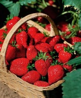 OSTARA eper 10 palánta egész éves fajta