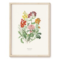 Plakat Botanical Garden - Kapustowate - 50x70 cm