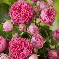 Nagyvirágú rózsa - 'Candy Rokoko' BŐSÉGESEN VIRÁGZÓ TANTAU CSUPASZ GYÖKÉR