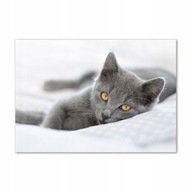 Foto obraz na stenu akrylový Sivá mačka 100x70 cm