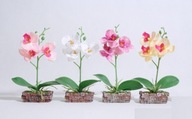 Orchidea v kvetináči 24cm LOVE | 1310A