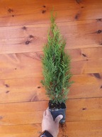 Tuja szmaragd thuja smaragd Producent