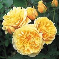 Parková ruža KRÁSNE ŽLTOZLATÁ KVETY mrazuvzdorná SADENICA V KVETINÁČI