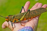 Tropidacris cristata Gigantyczna szarańcza z Południowej Ameryki