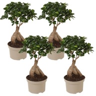 Ficus Ginseng - Japońskie Bonsai - Zestaw 4 sztuk - ⌀12 cm - W30-40 cm
