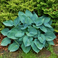 Funkia Hosta 'Blue Moon' V KVETINÁČI 2.0L Modré listy