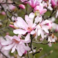 MAGNOLIA LEONARD MESSEL sadzonka w doniczce piękne kwiaty