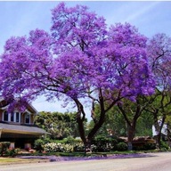 Paulownia načechrané semená CISÁRSKY STROM Šťastia BIOSEMENÁ