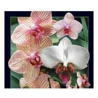 Pohľadnica 3D Orchidea