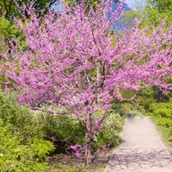 Judášovec Kanadský Kmeň v kvetoch Sadenice