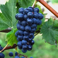 Winorośl winogrona Marechal Foch SADZONKA