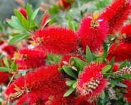 KUFLIK ČERVENÁ Callistemon citrinus Splendens SADENICE V NÁDOBE P9