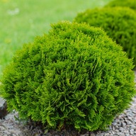 Thuja DANICA Piękna zielona kula Tuja Żywotnik C3