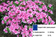 Azalka Rhododendron japonicum KARMESINA ROSE