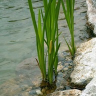 ACORUS CALAMUS roślina wodna TATARAK ZWYCZAJNY przybrzeżny oczyszcza 1szt