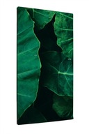 Obraz na płótnie Zielone liście kolokazji 60x120cm
