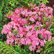 Azalka Japonská Kermesina Rosea Krásna dvojfarebná odroda Veľké sadenice 1l