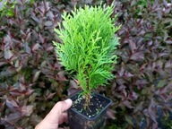 Thuja DANICA Piękna zielona kula Tuja Żywotnik P9