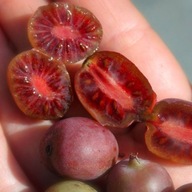 Aktinidia Ken's Red ostrolistna żeńska mini kiwi duże czerwone owoce 1L