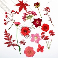 Suszone, prasowane kwiaty, różne prawdziwe płatki do kalkomanii, rzemiosła artystycznego, czerwone
