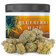 CBD SUSZ KONOPNY 50g | BLUEBERRY HAZE PREMIUM ŚWIEŻE ZBIORY