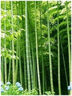 Bambus Trstinový – Obrie (Bambusa Arundinacea) semená 5 ks