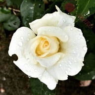 Róża wielkokwiatowa - Chopin KREMOWO-BIAŁA PACHNĄCA DONICZKA 4 LITRY