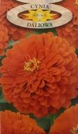 Semená Cynia Daliowa oranžová 1 g Roltico