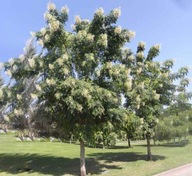 5 x Semená jazmínového stromu Millingtonia hortensis Nočný jazmín voňavý