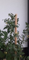 Podpórka roślin pomidorów drzewek tyczka 160 cm 22