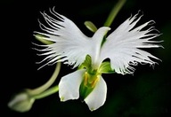 ORCHIDEA, VTÁK - SEMENÁ