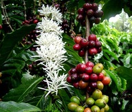 3 ks Kávové semienka Coffea arabica Arabská káva Exotické rastliny Kávovník
