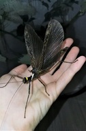 Trachythorax albomaculatus Rzadki unikatowy Straszyk z Tajlandii