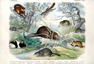 drzeworyt ca 1887 Wiewiórka, bóbr, świstak, szczur
