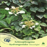 Przywarka japońska MOONLIGHT Schizophragma hydrangeoides