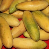 BANÁNOS GOLGOTAVIRÁG (PASSIFLORA MOLLISSIMA) 3 DB