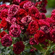 Róża pnąca czerwona Mushimara