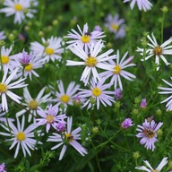 Aster pirenejski Lutetia biały